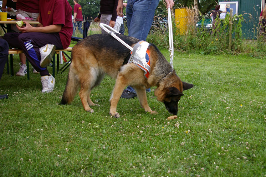 Auf dem Bild ist ein Blindenhund mit einem weißen Halsband zu sehen