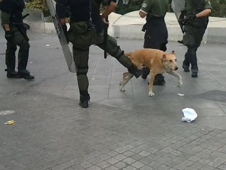 Auf dem Bild ist der Hund Loukanikos und Polizisten zu sehen