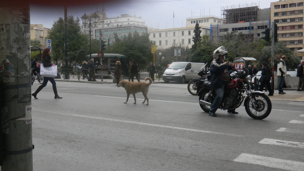 Auf dem Bild ist der Hund Loukanikos, Polizeisten und andere Personen zu sehen