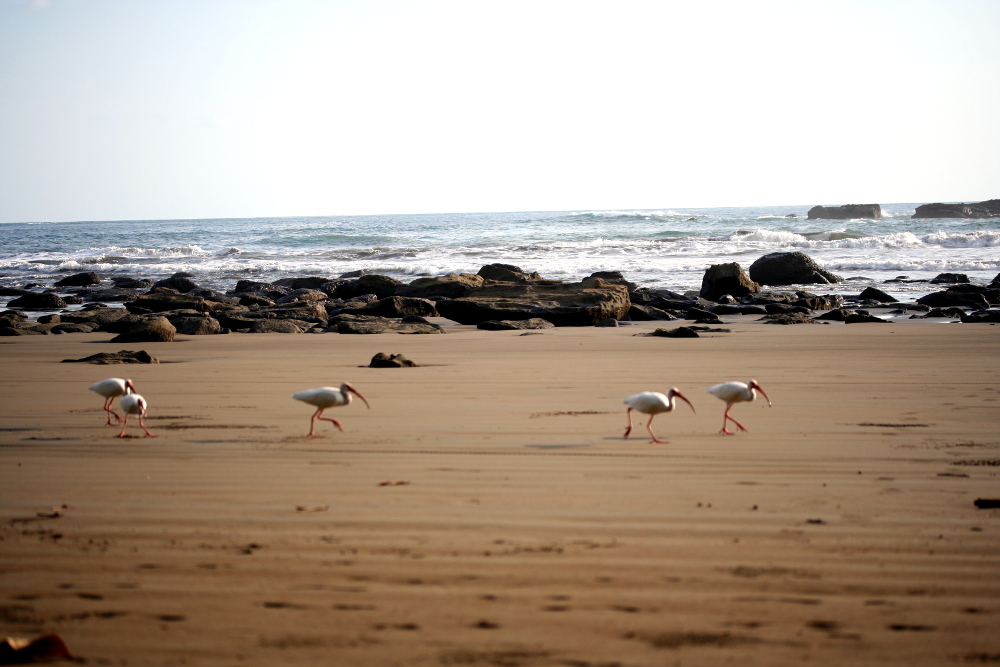 Auf dem Bild ist ein Strand. Am Starnd laufen Vögel. Hinter dem Strand ist das Meer.